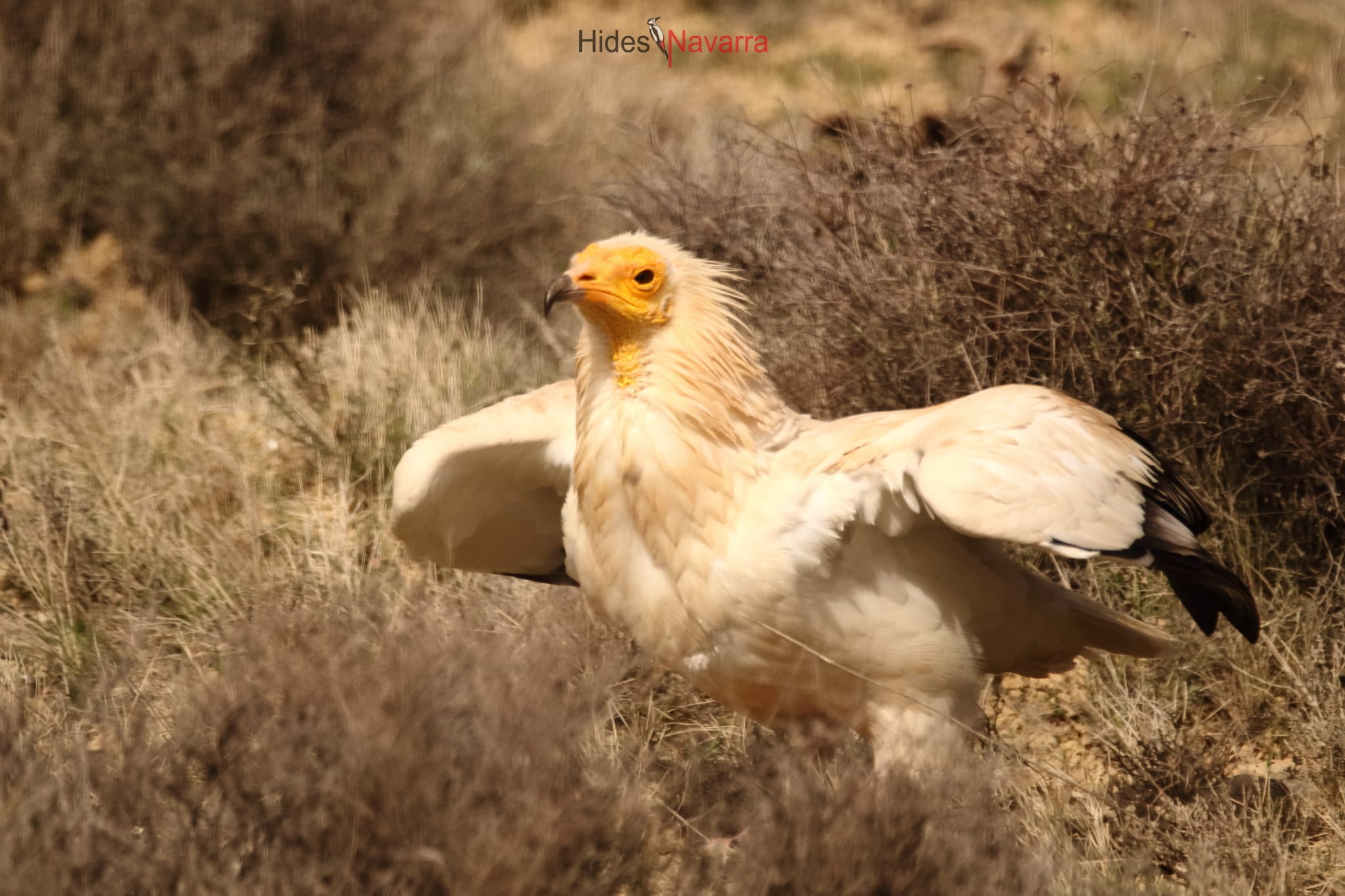 👀 🦉 Nuestro hide para observación de aves en Cuevas La Granja 👈