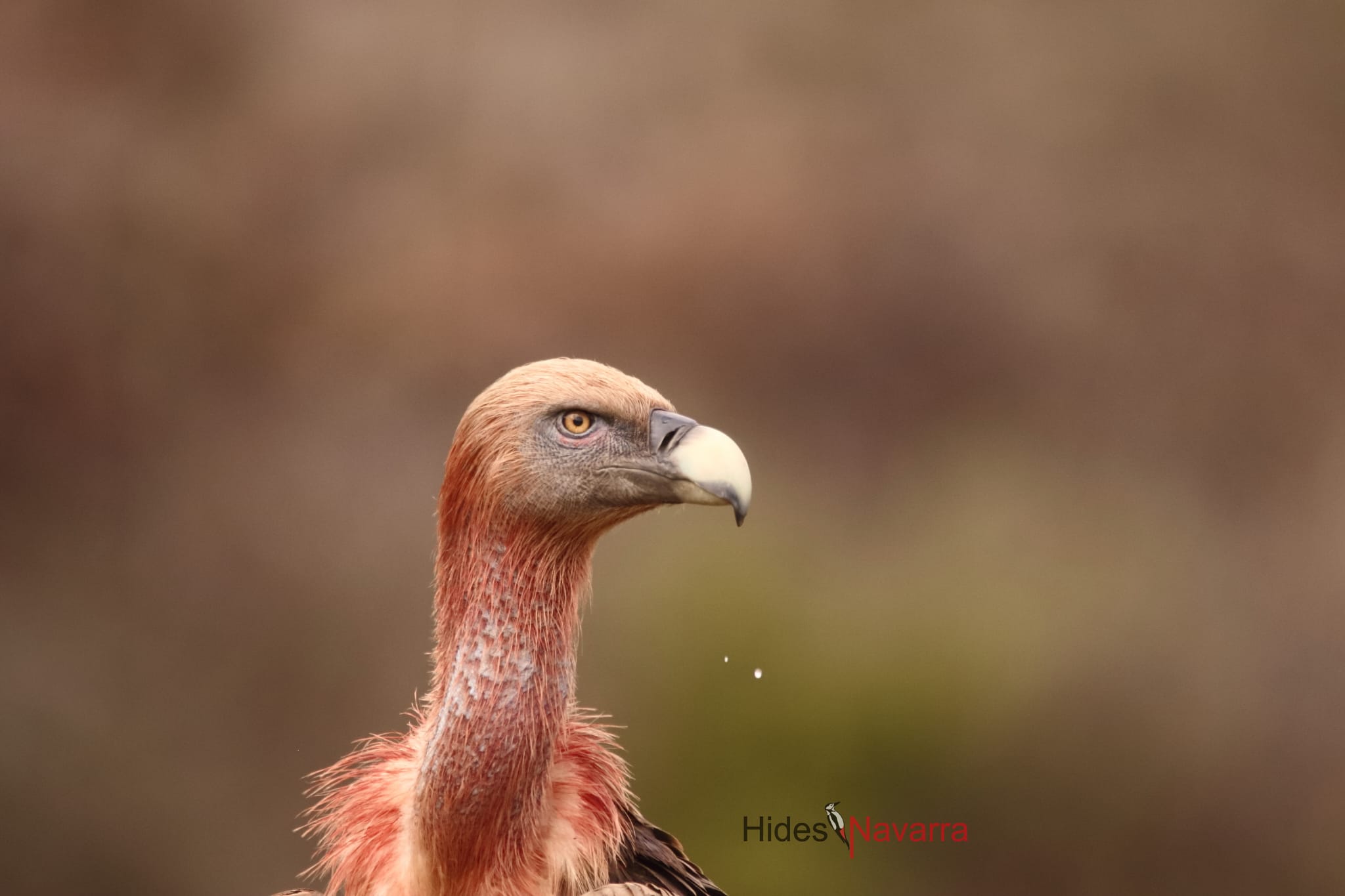 👀 🦉 Nuestro hide para observación de aves en Cuevas La Granja 👈